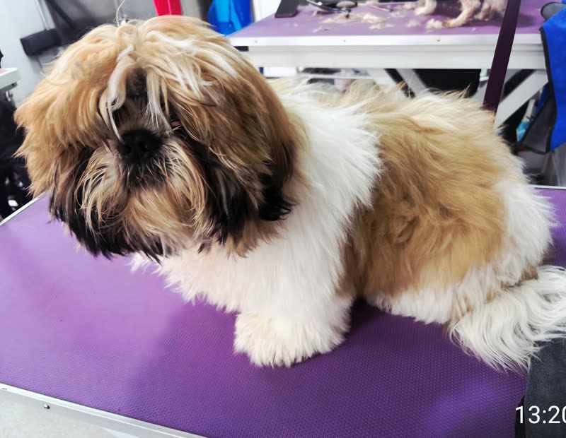 A long-coated Shih Tzu lying on the purple grooming table in the salon