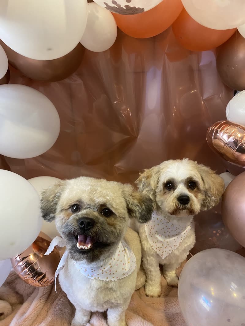 Two freshly groomed cream dogs in white bandanas in front of a balloon arch