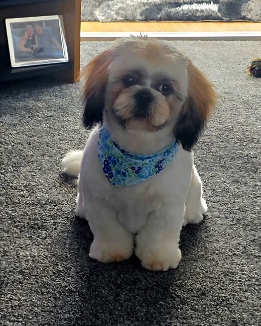 Shih Tzu in a blue floral bandana after a face and body trim