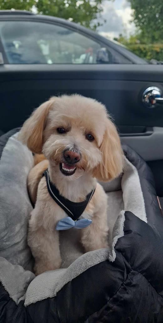Cream cockapoo in a blue bow tie, face and ears freshly shaped
